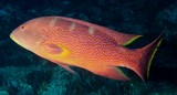 Variola louti Saumonée hirondelle Nouvelle-Calédonei récif extérieur plongée