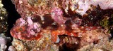 Parascorpaena picta Scorpène peinte Nouvelle-Calédonie Scorpaenidae point jaune 