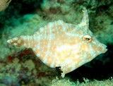 Acreichthys radiatus Poisson-lime rayonnant Nouvelle-Calédonie