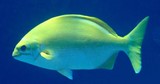 Kyphosus sectatrix wiwa jaune Nouvelle-Calédonie