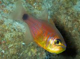 Taeniamia fucata Orangelined cardinalfish New Caledonia yellow snout juvenile