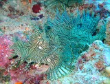 Rhinopias aphanes Rascasse de Merlet Nouvelle-Calédonie Koumac