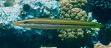 Cheilio inermis Sharp-nosed rainbow-fish New Caledonia Cigar wrasse