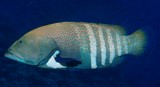 Cephalopholis argus Mérou céleste Nouvelle-Calédonie poisson lagon