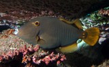 Cantherhines dumerilii Whitespotted filefish New Caledonia