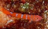 Trimmatom eviotops Red-barred rubble goby New Caledonia