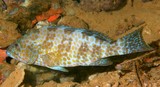 Epinephelus areolatus Omon-hata オオモンハタ ニューカレドニア