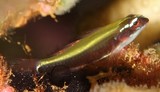 Eviota nigriventris Somewake-isohaze ソメワケイソハゼ ニューカレドニア