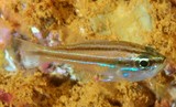 Ostorhinchus bryx Offshore cardinalfish small pale blue psot low on gill-cover below white line
