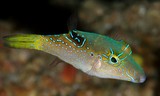 Canthigaster epilampra Bluespotted goby New Caledonia lagoon fish