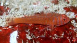 Trimma okinawae Orange spot goby New Caledonia spot on fins