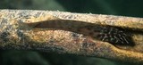 Omox biporos 似肩鰓鳚 新喀里多尼亞