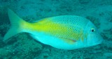 Lethrinus atkinsoni Bossu doré Nouvelle-Calédonie