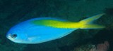 Paracaesio xanthura Oeil du large Nouvelle-Calédonie poisson à queue jaune