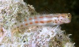 Ecsenius isos Dotted combtooth blenny New Caledonia Frenche island scubadiving