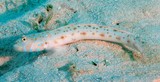 Echinogobius hayashii Cheekstreak goby New Caledonia underwater photography