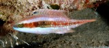 Oxycheilinus bimaculatus Labre à deux taches Nouvelle-Calédonie poisson du lagon