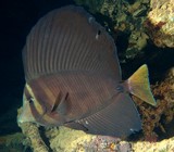 Zebrasoma velifer 高鳍刺尾鱼 新喀里多尼亞