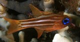 Ostorhinchus compressus Apogon aux yeux bleus Nouvelle-Calédonie corail poisson