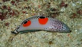 Coris aygula Girelle à tache orange juvenile Nouvelle-Calédonie poisson