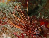 Pteropterus antennatus Pterois antennata Nettai-minokasago ネッタイミノカサゴ ニューカレドニア