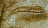 Ostorhinchus bryx Bryx cardinalfish juvenile New Caledonia