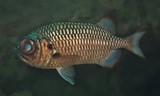 Myripristis adusta Soldat pourpre poisson Nouvelle-Calédonie