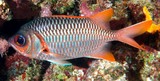 Myripristis violacea Poisson-soldat violacé Nouvelle-Calédonie nageoires rouges et soulignées d’une très fine ligne blanche