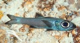 Epigonus cavaticus Palauan deepwater cardinalfish New Caledonia underwater fish