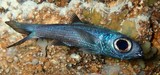 Epigonus cavaticus Nouvelle-Calédonie poisson grotte sous-marine gris gros oeil