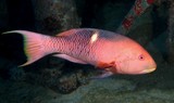 Bodianus perditio Orange threadfin tuskfish New Caledonia fish lagoon coral