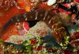 Ecsenius bicolor Bicolor combtooth blenny New Caledonia fish