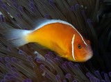 Amphiprion perideraion salmon clownfish anemonefish Pesce pagliaccio rosa