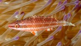 Oxycheilinus digramma Violet-lined wrasse New Caledonia juvenile fish