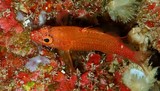 Plectranthias winniensis Redblotch perchlet New Caledonia secretive fish