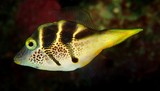Paraluteres prionurus faux poisson coffre Nouvelle-Calédonie biodiversité du lagon Calédonien