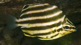 Microcanthus joyceae East-Australian Stripey New Caledonia