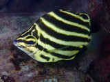 Microcanthus joyceae poisson jaune à bandes noires Nouvelle-Calédonie