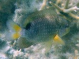 Stegastes punctatus Hananaga-suzumedai New Caledonia