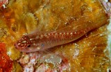 Eviota spilota Gobie pygmée à épaulettes Nouvelle-Calédonie poisson rouge