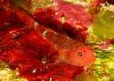Trimmatom eviotops 紅帶微鰕虎魚 新喀里多尼亞