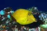 Cantherhines longicaudus Poisson lime à longue queue Nouvelle Calédonie Récif Dukati