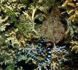 Synanceia verrucosa Stonefish eat a sea snake New Caledonia