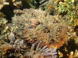 Synanceia verrucosa Poisson-pierre commun Nouvelle-Calédonie poissons dangereux