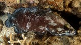 Epinephelus ongus Namihata ナミハタ ニューカレドニア