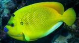 Apolemichthys trimaculatus Holacanthe à trois taches Nouvelle-Calédonie poisson jaune lèvre bleue