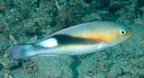 Choerodon jordani Jordan's tuskfish New Caledonia fish lagoon