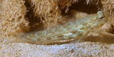 Gladiogobius ensifer 剑盖棘鰕虎鱼 新喀里多尼亞