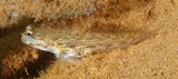 Gladiogobius ensifer Togenaga-haze トゲナガハゼ ニューカレドニア