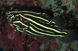 Grammistes sexlineatus Sixline soapfish New Caledonia black body yellow stripes